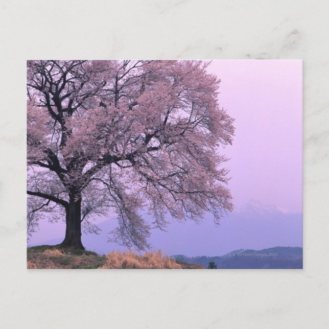 Cherry Tree Postcard (Front)