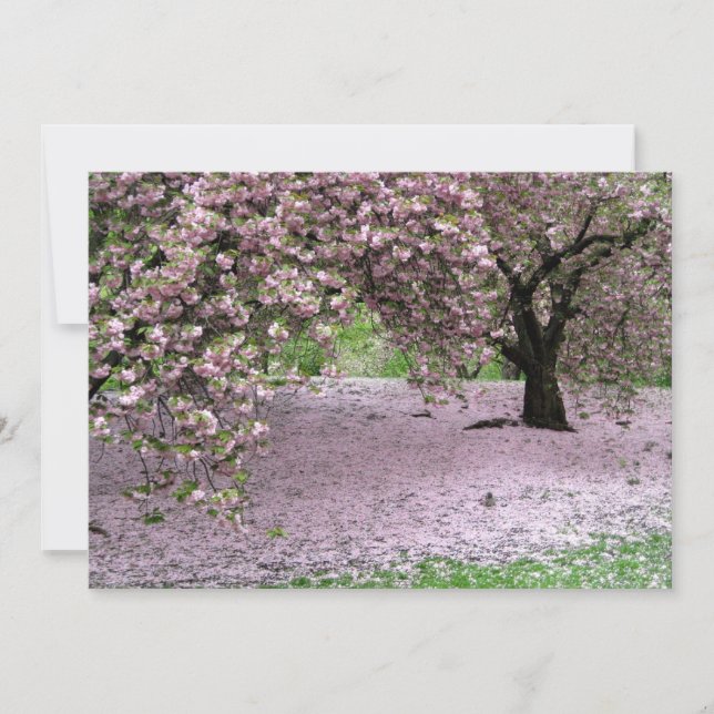 Cherry Trees Blossoms Spring in Central Park (Front)