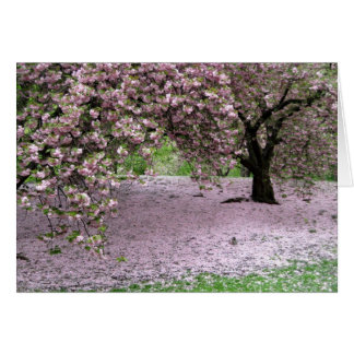 Cherry Trees Blossoms Spring in Central Park