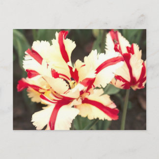 Cherry vanilla! Postcard