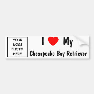 Chesapeake Bay Retriever Bumper Sticker