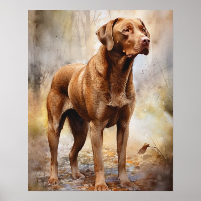 Chesapeake Bay Retriever Dog Art Print Poster (Front)