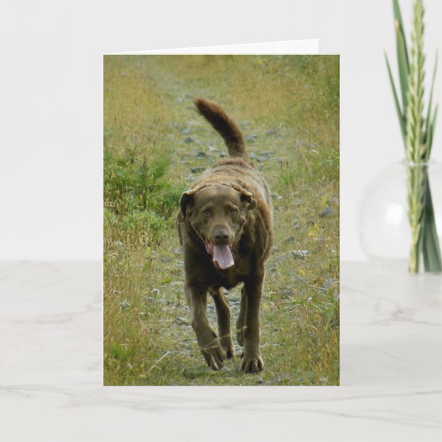 Chesapeake Bay Retriever, Dutch Harbour, AK Card (Front)