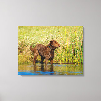 Chesapeake Bay Retriever Hunting Dog Canvas Wrap Print