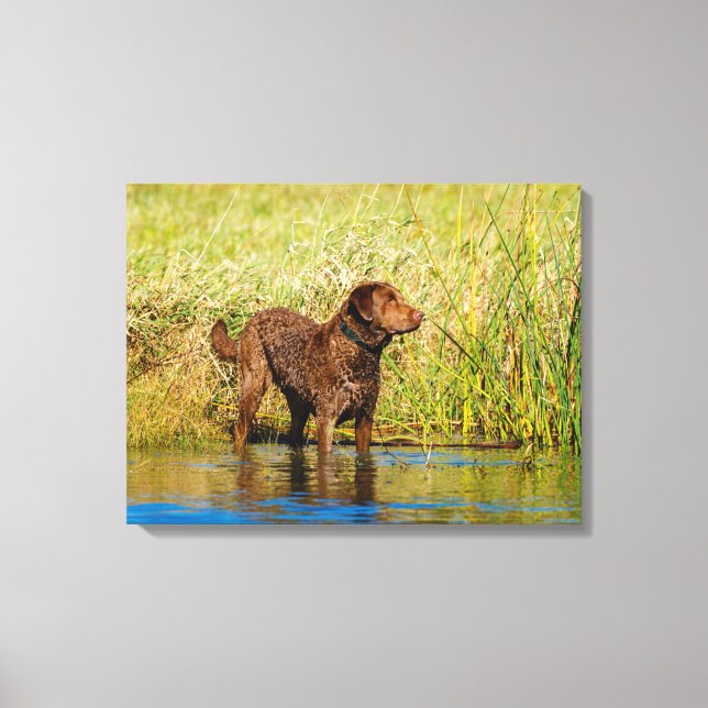 Chesapeake Bay Retriever Hunting Dog Canvas Wrap Print (Front)