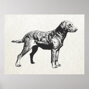 chesapeake bay retriever poster