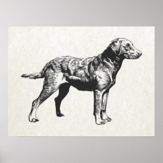 chesapeake bay retriever poster