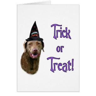 Chesapeake Bay Retriever Trick