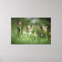 Chess Flower Nature Photo