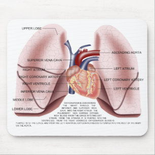 Chest anatomy mouse pad