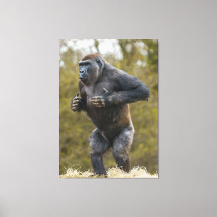 Chest Beating Gorilla Canvas Print