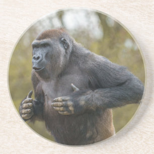 Chest Beating Gorilla Coaster