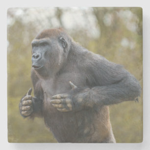 Chest Beating Gorilla Stone Coaster