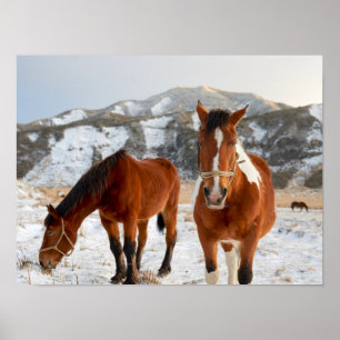 Chestnut and Paint Horses in Snowy Mountain Winter Poster