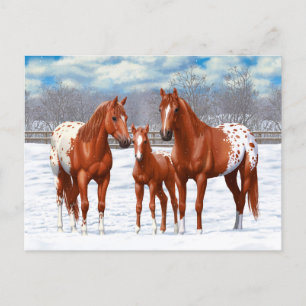Chestnut Appaloosa Sorrel Quarter Horses in Snow Postcard