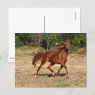 Chestnut Arab Running Mane and Tail Flowing Postcard