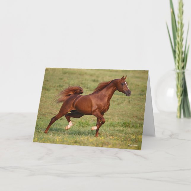 Chestnut Arab Stallion Mane and Tail Flowing Card (Front)