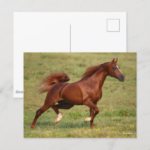 Chestnut Arab Stallion Mane and Tail Flowing Postcard