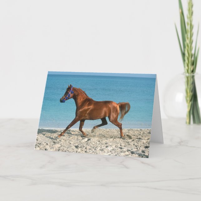 Chestnut Arab Stallion Running on Beach Card (Front)