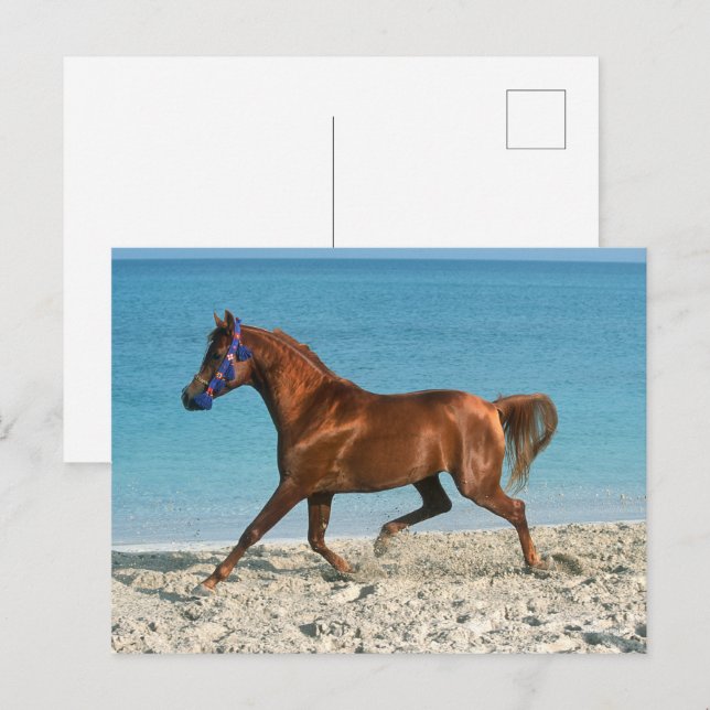 Chestnut Arab Stallion Running on Beach Postcard (Front/Back)