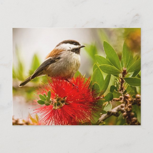 Chestnut-backed Chickadee Postcard (Front)