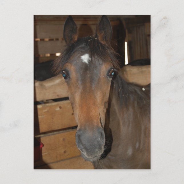 Chestnut Barn Horse Fun Postcard (Front)