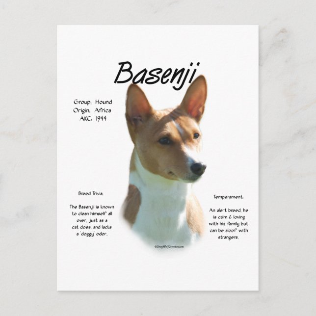 Chestnut Basenji History Design, All about Basenji Postcard (Front)