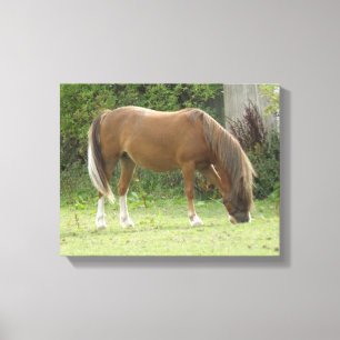 Chestnut Brown Horse Grazing Canvas Print