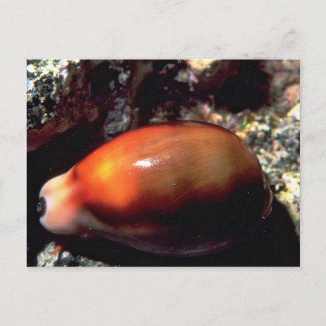 Chestnut cowrie (Cypraea spadicea) Shell Postcard (Front)