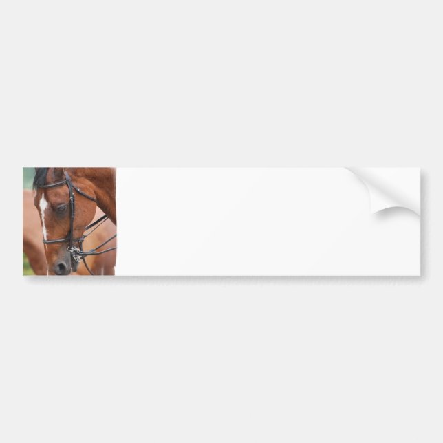 Chestnut Equine  Bumper Sticker (Front)