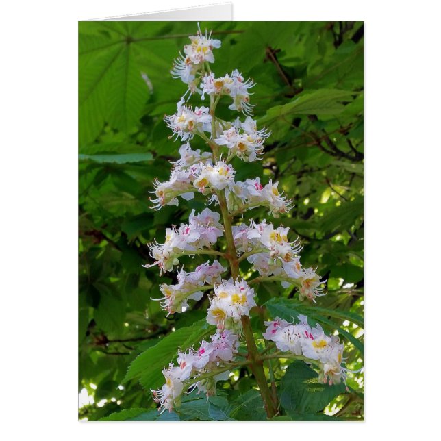 chestnut flower (Front)