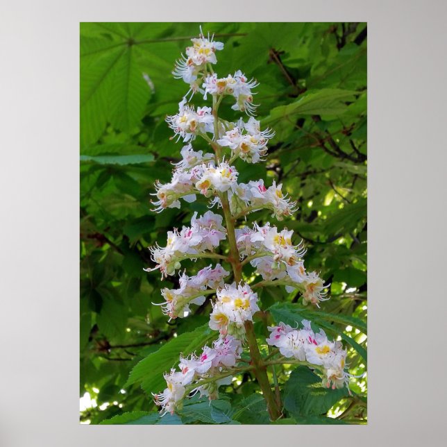 chestnut flower poster (Front)