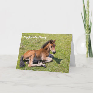 Chestnut foal baby horse - Birthday Card