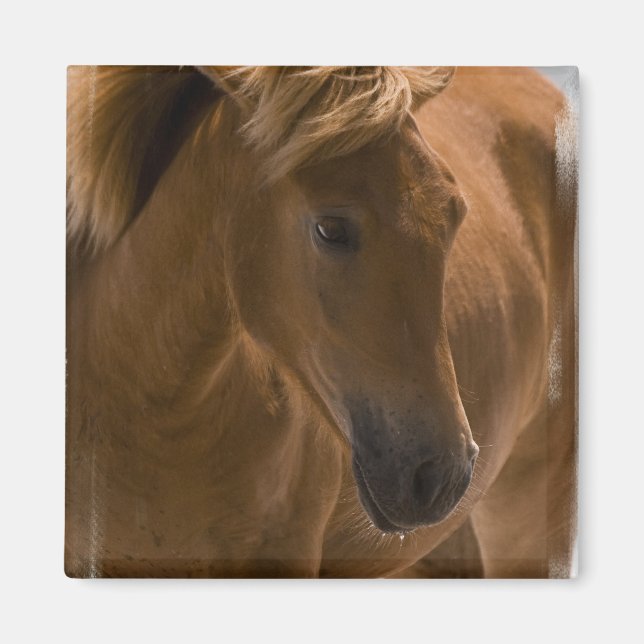 Chestnut Horse Design Square Magnet (Front)