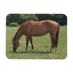 Chestnut Horse Grazing in a Green Pasture Magnet