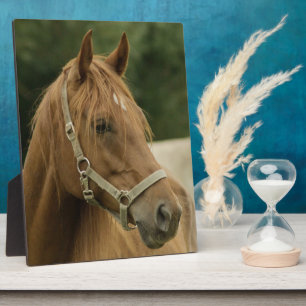 Chestnut Horse in a Field Plaque