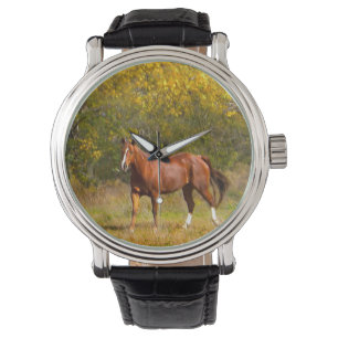 Chestnut Horse in Fall Watch