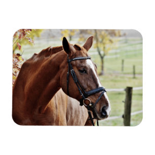 Chestnut Horse with Blaze, Bridle, in Pasture Magnet