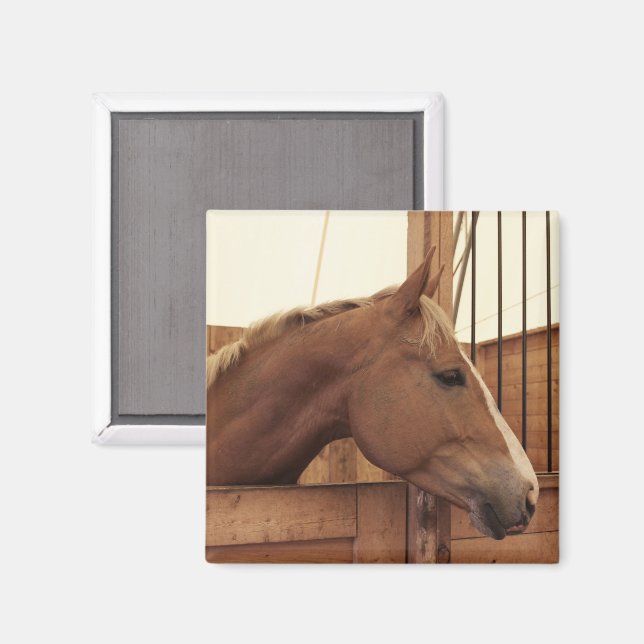 Chestnut Horse with Blaze in Stall Magnet (Front/Back)