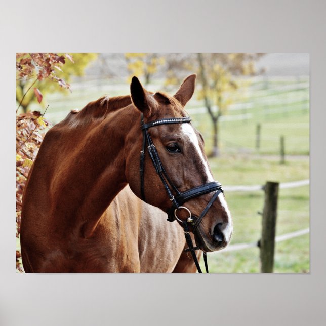 Chestnut Horse, with Bridle in Fenced Pasture Poster (Front)