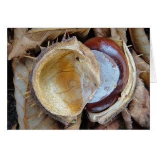 Chestnut in shell, blank
