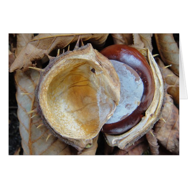 Chestnut in shell, blank (Front Horizontal)