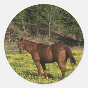 Chestnut in Yellow Flowers Classic Round Sticker