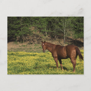 Chestnut in Yellow Flowers Postcard