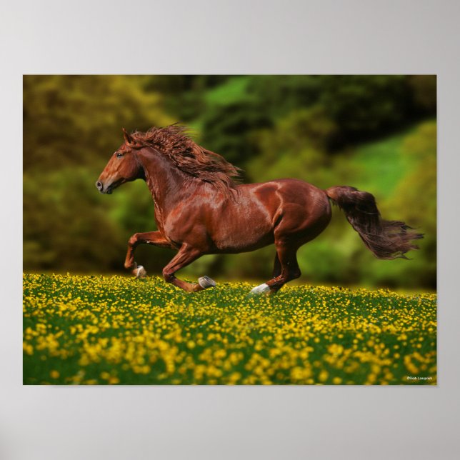 Chestnut Lusitano Running In Buttercups Poster (Front)