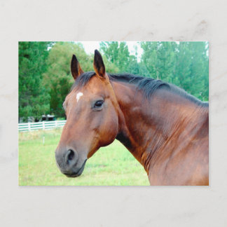 Chestnut Mare Postcard