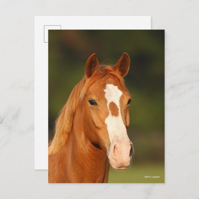 Chestnut Oldenburg Cross Welsh Headshot Postcard (Front/Back)
