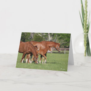 Chestnut Quarter Horse Mares and Foals Card