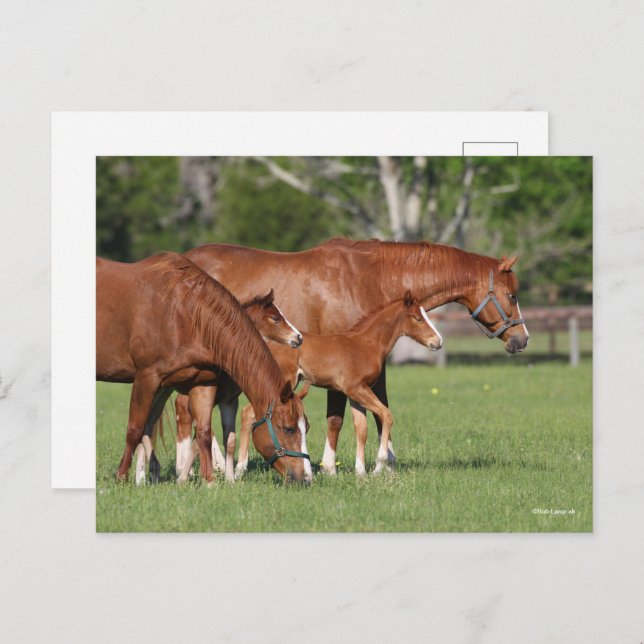 Chestnut Quarter Horse Mares and Foals Postcard (Front/Back)