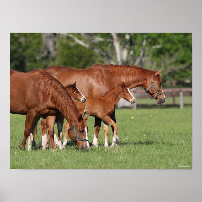 Chestnut Quarter Horse Mares and Foals Poster (Front)